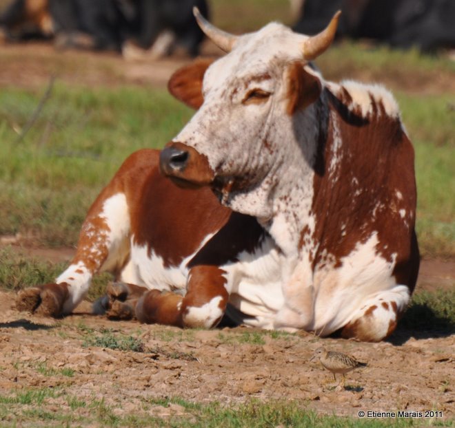 Cow with Buff-breasted Sandpiper