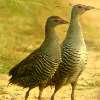 African Crake