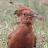 African Hoopoe