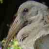 Hadedah Ibis 