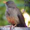 Karoo Thrush