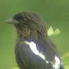 Magpie Shrike