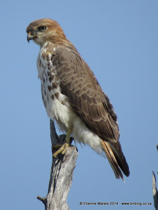 Red Necked Buzzard - Alchetron, The Free Social Encyclopedia