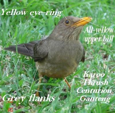 Karoo Thrush image from Centurion, Gauteng (Etienne Marais)