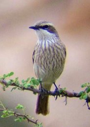 Herero Chat at Spitkoppe 