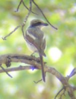 Souza's Shrike near Rundu