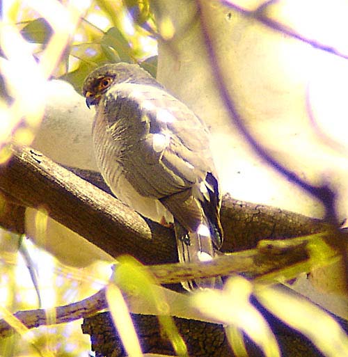 04b-male-smutskoppie-6-Sept-06
