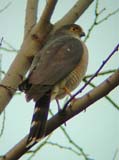 01-female-31-Oct-04
