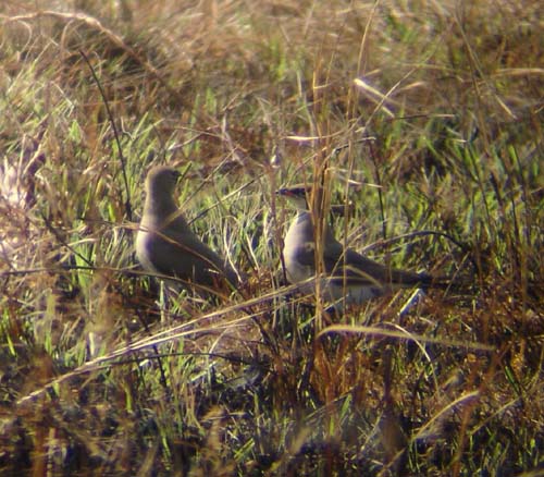10-Collared_Pratincole