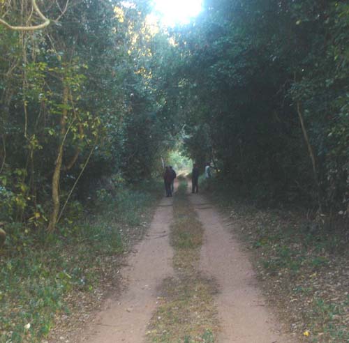 21-Coutada_12_Alethe_Forest