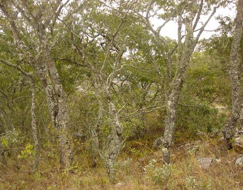 29-Penalonga_Miombo