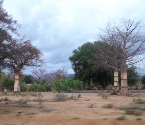 34-Mutilated_Baobabs