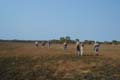 09-Birding_Rio_Savanne