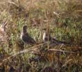 10-Collared_Pratincole