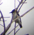 17-Black-and-White-Flycatcher