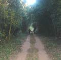 21-Coutada_12_Alethe_Forest