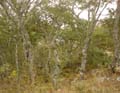 29-Penalonga_Miombo