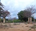 34-Mutilated_Baobabs