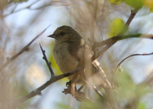 558-Grey_Penduline_Tit-Casa-Lisa