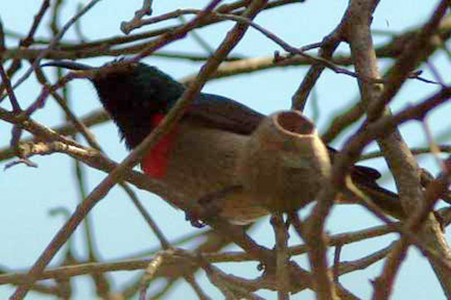 784-Miombo