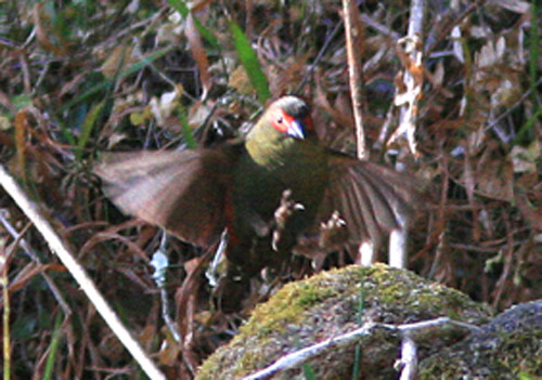 836_Red-faced