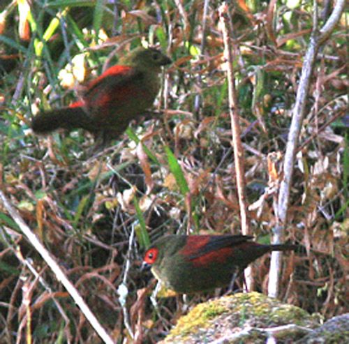 836_Red-faced