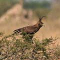 139_Long-crested