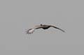 238_Black-bellied