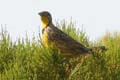 728-Yellow-throated