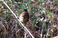 836_Red-faced