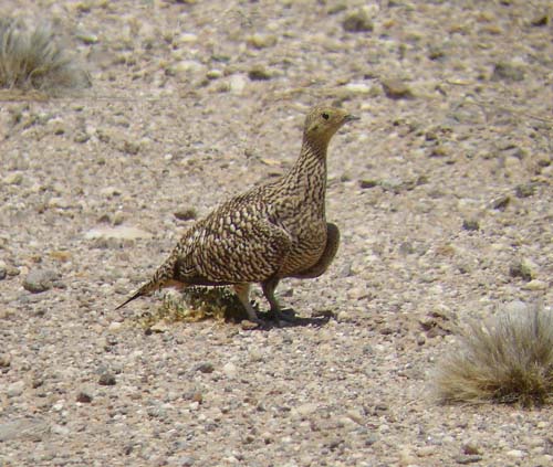 02.09-Namaqua_sandgrouse-Namib