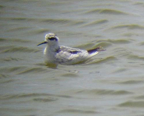 03.3-Red-necked_Phalarope-Walvis