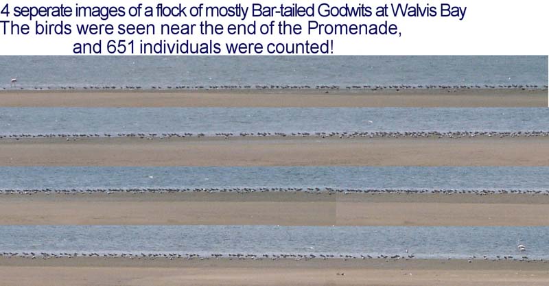 03.4-Godwits-800