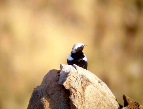 05.03-Mountain-wheatear-Uis