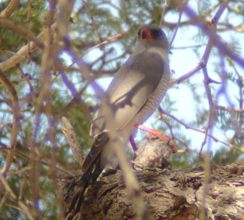 05.09-Gabar-Goshawk