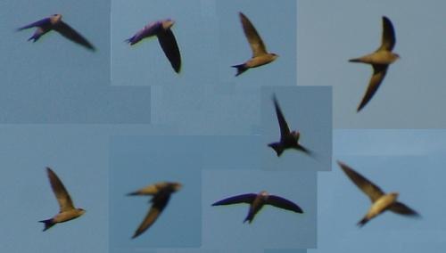 06.03-Bradfields-Swift-composite