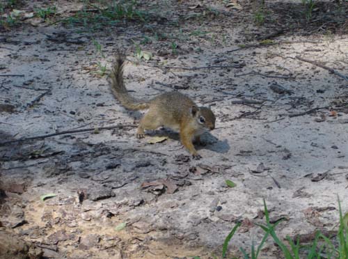 105-squirrel