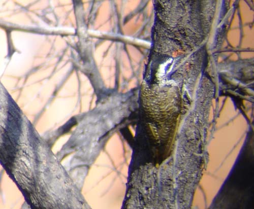 145-Bearded-Woodpecker-female