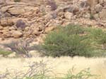 02.07-Herero-chat-Habitat