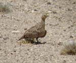 02.09-Namaqua_sandgrouse-Namib