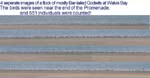 03.4-Godwits-800
