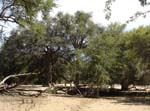 04.04-Khan-river-woodland