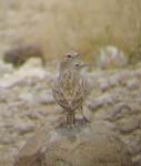 04.05-Spike-heeled-Lark2