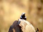 05.03-Mountain-wheatear-Uis