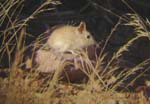 05.05-Bushveld-Elephant-Shrew