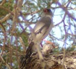 05.09-Gabar-Goshawk