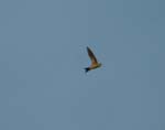 06.03-Bradfields-Swift-composite
