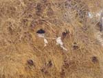 06.07-Okaukeujo-Sociable-nest-P-Falcon