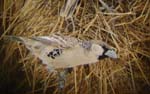 06.11-Sociable-Weaver-Okuekajo