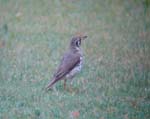 07.12-Groundscraper-thrush